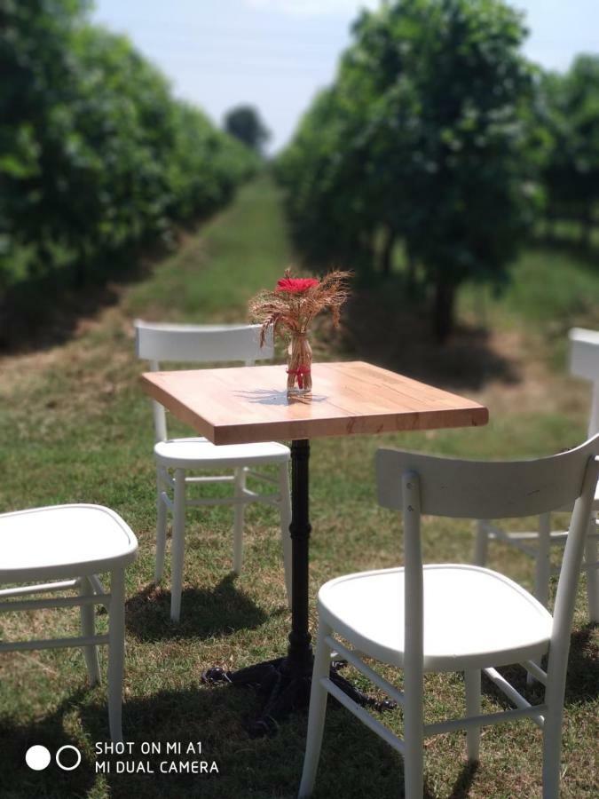 Agriturismo Vitae Fabbrico エクステリア 写真