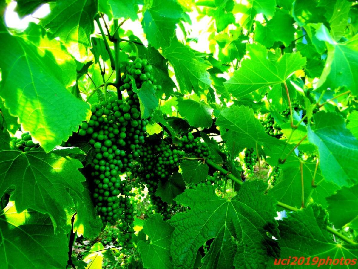 Agriturismo Vitae Fabbrico エクステリア 写真